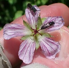 Geranium californicum