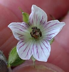 Geranium californicum
