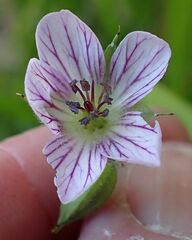 Geranium californicum