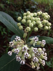 Asclepias similis