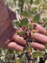 Arctostaphylos viscida viscida