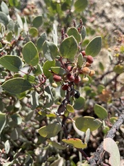 Arctostaphylos viscida viscida