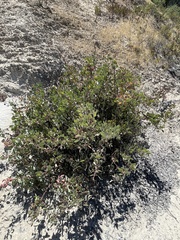 Arctostaphylos viscida viscida