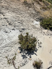 Arctostaphylos viscida viscida