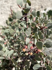 Arctostaphylos viscida viscida