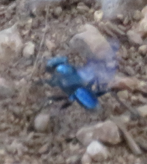 Dryudella caerulea
