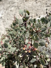 Arctostaphylos viscida viscida