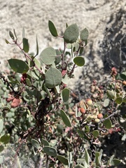 Arctostaphylos viscida viscida
