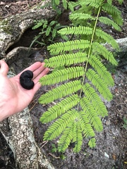 Enterolobium contortisiliquum