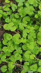 Viola epipsiloides