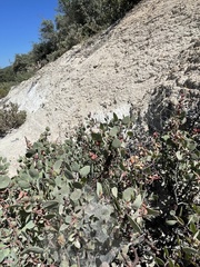 Arctostaphylos viscida viscida