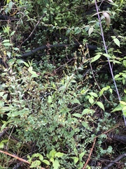 Hypericum philonotis