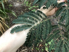 Enterolobium contortisiliquum