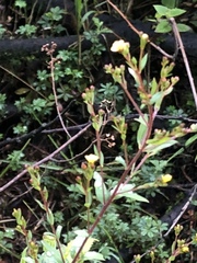 Hypericum philonotis