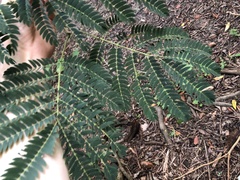 Enterolobium contortisiliquum