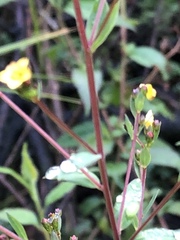 Hypericum philonotis