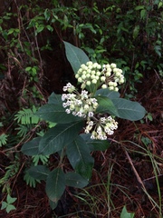 Asclepias similis