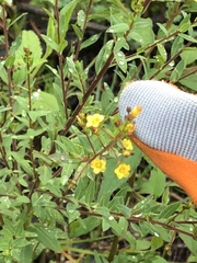 Hypericum philonotis