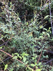 Hypericum philonotis