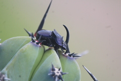 Phanaeus quadridens