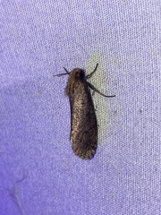 Acrolophus propinqua