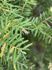 Naohidemyces vacciniorum