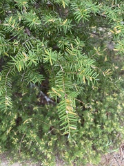 Naohidemyces vacciniorum