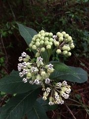 Asclepias similis