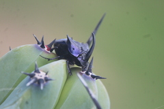 Phanaeus quadridens