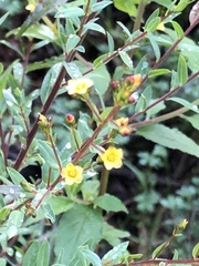 Hypericum philonotis
