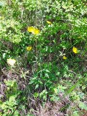 Ranunculus propinquus