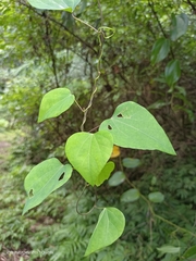 Pericampylus glaucus