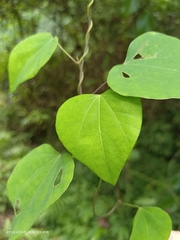 Pericampylus glaucus