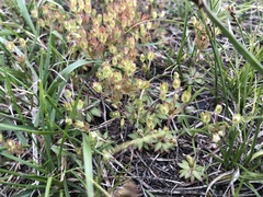 Androsace occidentalis