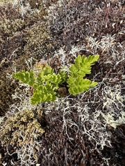 Cryptogramma acrostichoides