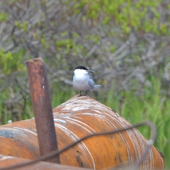 Sterna hirundo longipennis