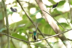 Loddigesia mirabilis