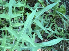 Lactuca canadensis