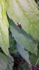 Tropidosteptes tricolor
