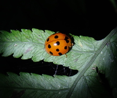 Harmonia dimidiata