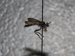 Eudioctria brevis