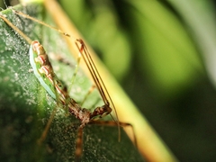 Endochus albomaculatus