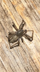 Araneae