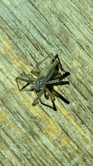 Araneae