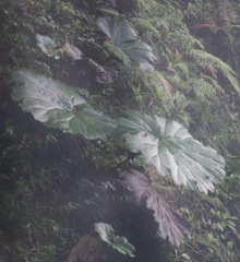 Gunnera insignis