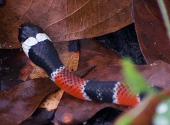 Erythrolamprus mimus