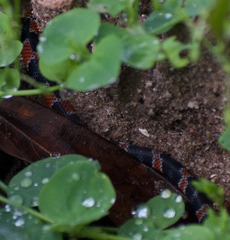 Erythrolamprus mimus