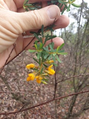 Pultenaea euchila