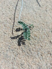 Astragalus sericeocanus
