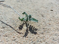 Astragalus sericeocanus